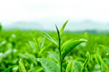 Yeşil çay tomurcuğu ve taze yapraklar çay tarlalarında, taze yeşil çay tarlası Chiang Rai, Kuzey Tayland 'da (seçici odak), doğal arka plan