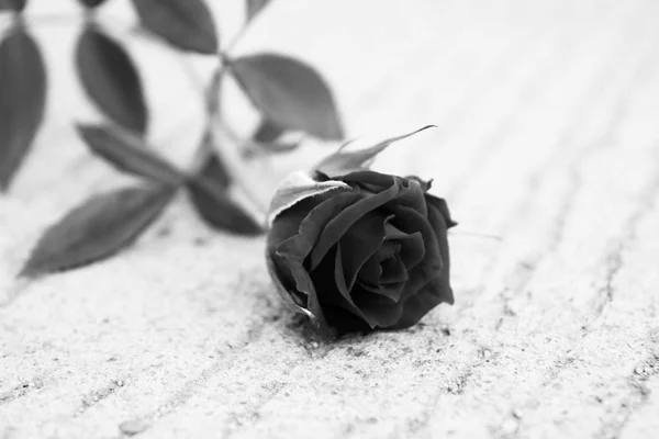 beyaz arkaplanda gül