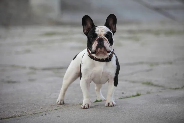 Çimento katında siyah ve beyaz Fransız Bulldog 