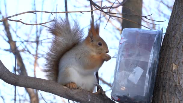 Mignon Écureuil Roux Gris Assoit Sur Une Souche Mange Des — Video