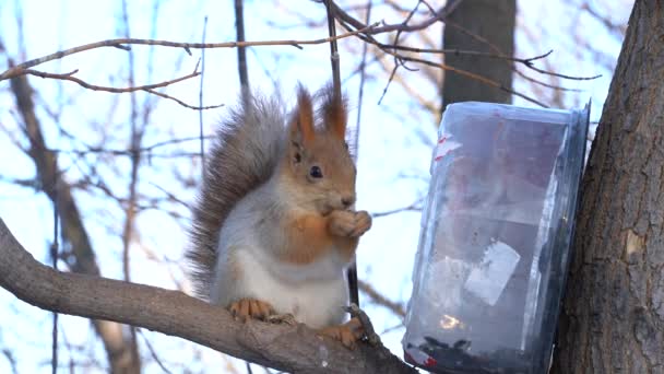 冬日里 一只可爱的灰松鼠坐在树桩上 吃着种子 — 图库视频影像