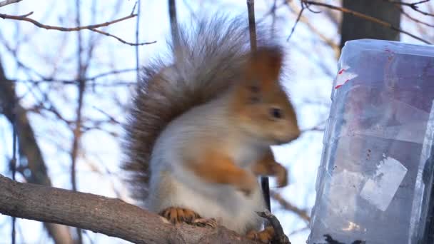 冬日里 一只可爱的灰松鼠坐在树桩上 吃着种子 — 图库视频影像