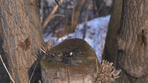 鸟类在冬季以木箱的形式在树桩上采集种子 — 图库视频影像