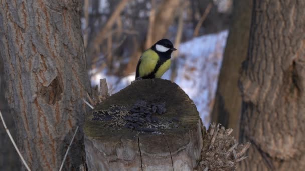 Πουλιά Χειμώνα Συλλέγουν Σπόρους Ένα Κούτσουρο Μορφή Ενός Ξύλινου Κορμού — Αρχείο Βίντεο