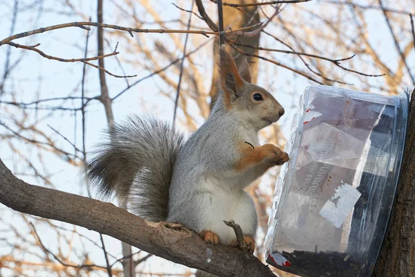 A cute red squirrel sits on a stump and eats seeds on a Sunny winter day. — Stock Photo, Image
