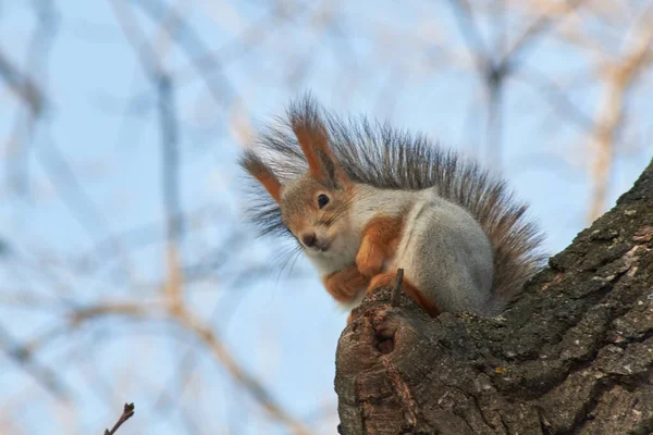 Una ardilla roja linda se sienta en un muñón y come semillas en un día soleado de invierno . —  Fotos de Stock