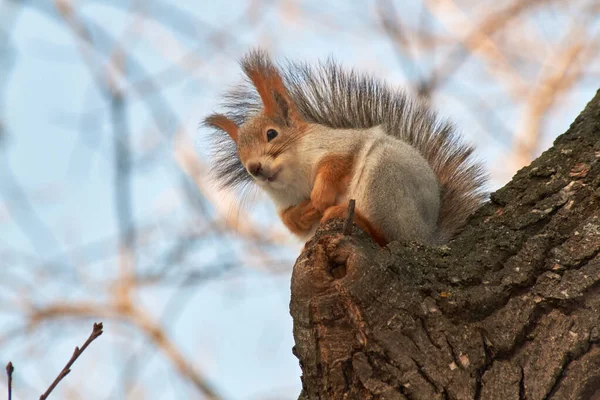 Un simpatico scoiattolo rosso siede su un ceppo e mangia semi in una giornata invernale soleggiata . — Foto Stock