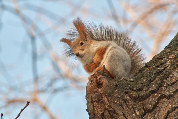 Um esquilo vermelho bonito senta-se em um toco e come sementes em um dia ensolarado de inverno . — Fotografia de Stock