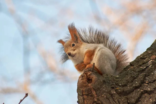 Um esquilo vermelho bonito senta-se em um toco e come sementes em um dia ensolarado de inverno . — Fotografia de Stock