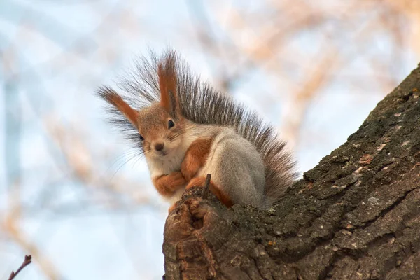 Um esquilo vermelho bonito senta-se em um toco e come sementes em um dia ensolarado de inverno . — Fotografia de Stock