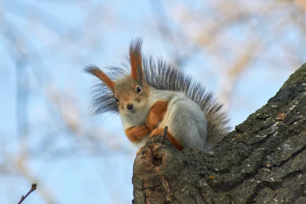 Um esquilo vermelho bonito senta-se em um toco e come sementes em um dia ensolarado de inverno . — Fotografia de Stock