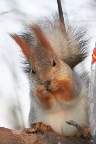 Una ardilla roja linda se sienta en un muñón y come semillas en un día soleado de invierno . — Foto de Stock