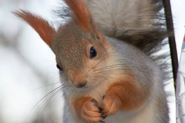 Una ardilla roja linda se sienta en un muñón y come semillas en un día soleado de invierno . —  Fotos de Stock