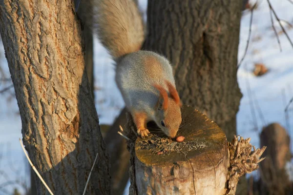 Una ardilla roja linda se sienta en un muñón y come semillas en un día soleado de invierno . —  Fotos de Stock