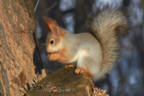 A cute red squirrel sits on a stump and eats seeds on a Sunny winter day. — Stock Photo, Image