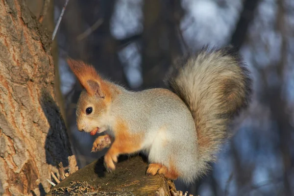 Słodka czerwona wiewiórka siedzi na kikucie i zjada nasiona w słoneczny zimowy dzień. — Zdjęcie stockowe