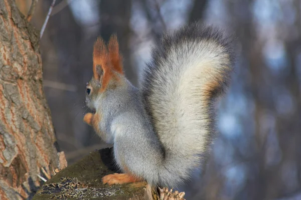Słodka czerwona wiewiórka siedzi na kikucie i zjada nasiona w słoneczny zimowy dzień. — Zdjęcie stockowe