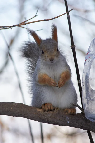 Una ardilla roja linda se sienta en un muñón y come semillas en un día soleado de invierno . — Foto de Stock