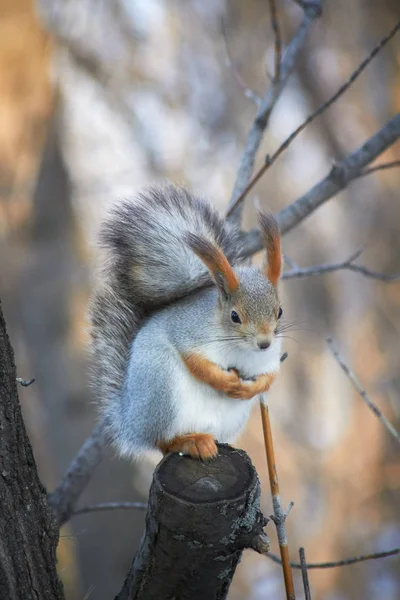 かわいい赤いリスが切り株に座って、晴れた冬の日に種を食べる. — ストック写真