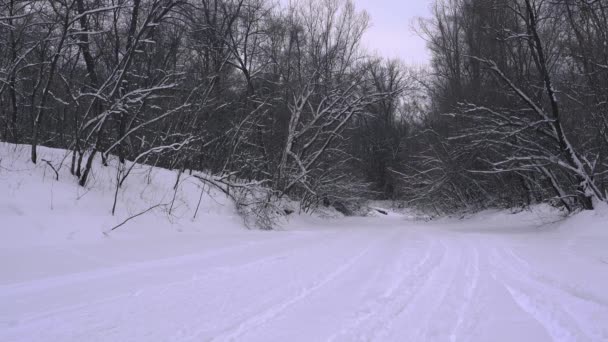 一个穿着滑雪服 带着滑雪具的滑雪者的轮廓在松树林中漫步 白雪在前景中 晴朗的日子里 滑雪胜地在白雪覆盖的冬季森林里 — 图库视频影像