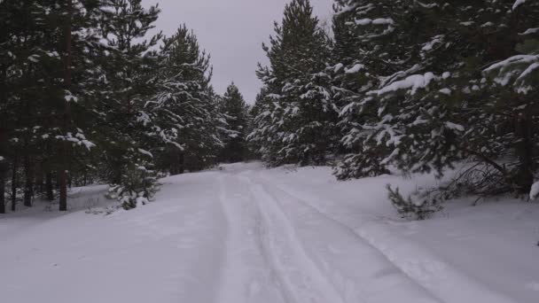 スキー用具を備えたスキースーツのスキーのシルエットは 松林の中を歩く 手前の白い雪 晴れた日に雪に覆われた冬の森のスキーリゾート — ストック動画