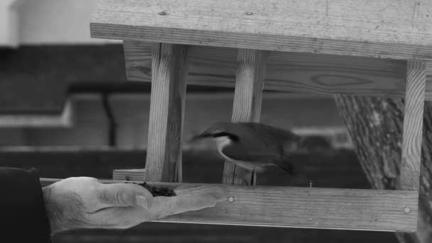 Kışın Kuşlar Kuş Yemliğinin Tohumlarını Toplarlar Kuşları Elle Besliyor Moskovka — Stok video