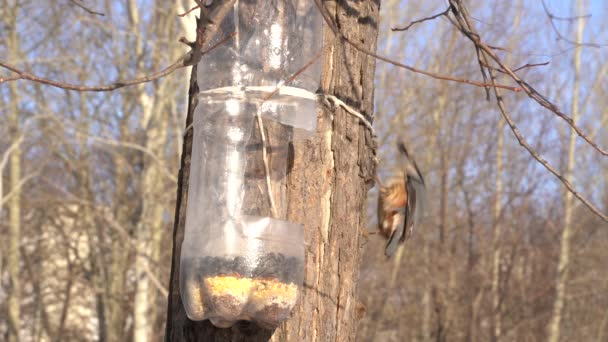 Las Aves Invierno Recoger Las Semillas Alimentador Aves Moskovka Pow — Vídeos de Stock