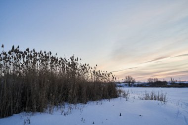 Kış manzarası - güneşli bir sabahta karlı ormanda buzlu ağaçlar. Sakin kış doğası gün ışığında
