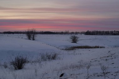 Kış manzarası - güneşli bir sabahta karlı ormanda buzlu ağaçlar. Sakin kış doğası gün ışığında