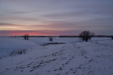 Kış manzarası - güneşli bir sabahta karlı ormanda buzlu ağaçlar. Sakin kış doğası gün ışığında