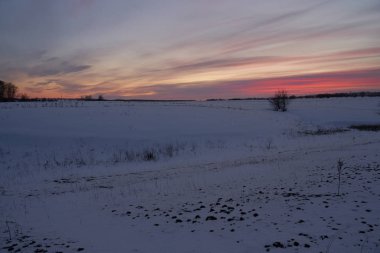 Kış manzarası - güneşli bir sabahta karlı ormanda buzlu ağaçlar. Sakin kış doğası gün ışığında