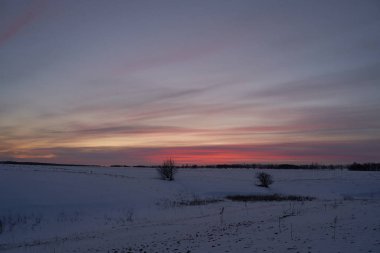 Kış manzarası - güneşli bir sabahta karlı ormanda buzlu ağaçlar. Sakin kış doğası gün ışığında
