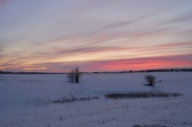 Kış manzarası - güneşli bir sabahta karlı ormanda buzlu ağaçlar. Sakin kış doğası gün ışığında