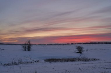 Kış manzarası - güneşli bir sabahta karlı ormanda buzlu ağaçlar. Sakin kış doğası gün ışığında