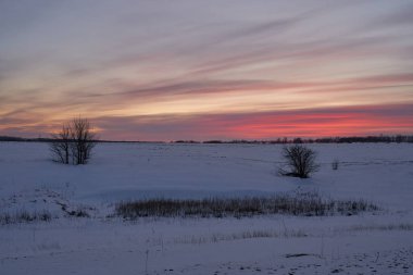 Kış manzarası - güneşli bir sabahta karlı ormanda buzlu ağaçlar. Sakin kış doğası gün ışığında