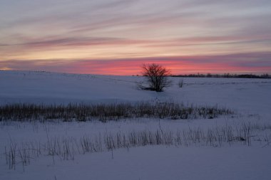 Kış manzarası - güneşli bir sabahta karlı ormanda buzlu ağaçlar. Sakin kış doğası gün ışığında