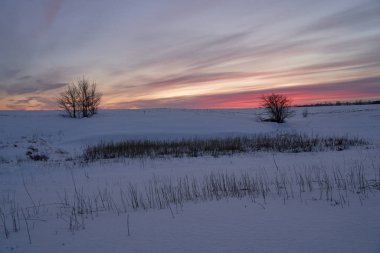 Kış manzarası - güneşli bir sabahta karlı ormanda buzlu ağaçlar. Sakin kış doğası gün ışığında