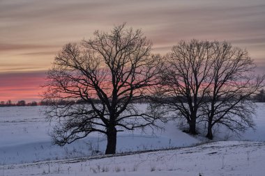Kış manzarası - güneşli bir sabahta karlı ormanda buzlu ağaçlar. Sakin kış doğası gün ışığında