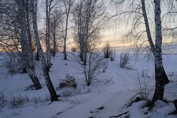 Paysage hivernal - arbres gelés dans la forêt enneigée le matin ensoleillé. Tranquille nature hivernale au soleil — Photo