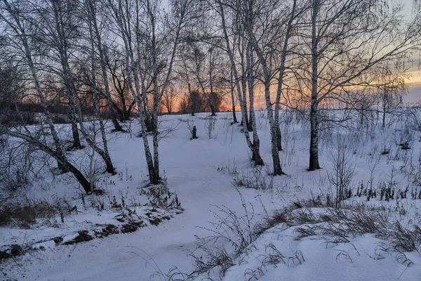 Paesaggio invernale - alberi ghiacciati in foresta nevosa nella mattina soleggiata. Tranquillo inverno natura alla luce del sole — Foto Stock