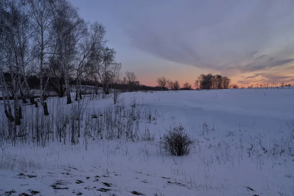 Zimowy krajobraz - mroźne drzewa w śnieżnym lesie w słoneczny poranek. Spokojna zima natura w świetle słonecznym — Zdjęcie stockowe