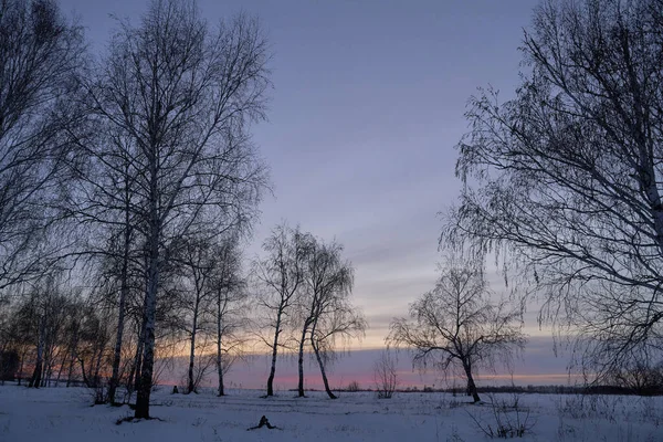Зимний пейзаж - морозные деревья в снежном лесу в солнечное утро. Спокойная зимняя природа в солнечном свете — стоковое фото