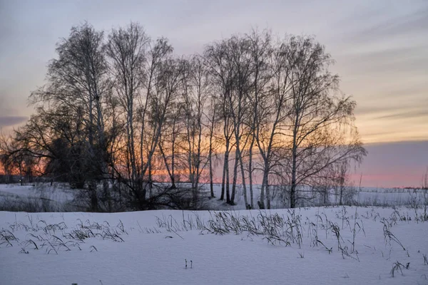 Winterlandschaft - frostige Bäume im verschneiten Wald am sonnigen Morgen. Ruhige Winternatur im Sonnenlicht — Stockfoto