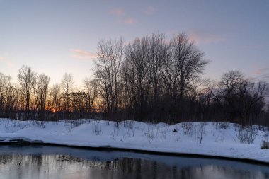 Güneşli bir sabahta, karla kaplı bir huş ormanında kışın buzlu ağaçlar..