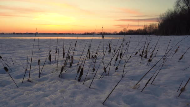 晴れた日の朝に雪に覆われた白樺林の冬の風景霜の木 日没時の穏やかな冬の自然 — ストック動画