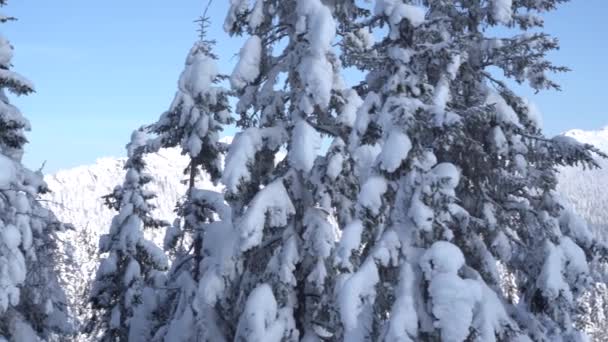 在阳光明媚的冬日里 可以看到白雪覆盖的群山 可以看到白雪覆盖的冷杉树梢 还有冬日的童话 — 图库视频影像