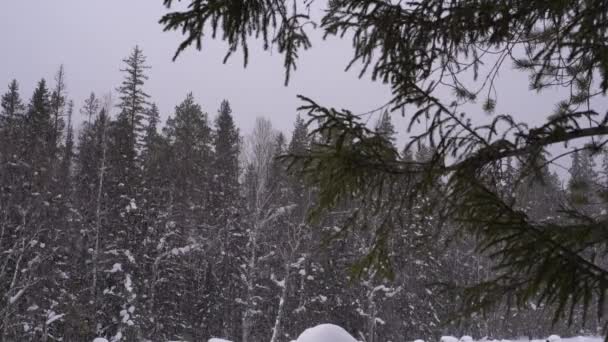 冬天的童话 在冬天的茂密的森林里 二月的一天下着雪 树枝上覆盖着雪 — 图库视频影像