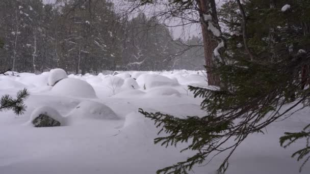 冬のメルヘン 2月の冬のタイガの森では雪に覆われたモミの木の枝 — ストック動画