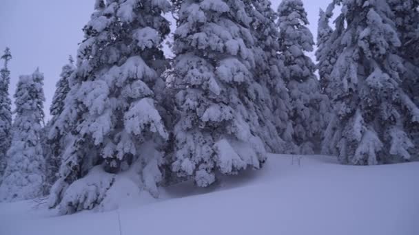 冬天的童话 在冬天的茂密的森林里 二月的一天下着雪 树枝上覆盖着雪 — 图库视频影像