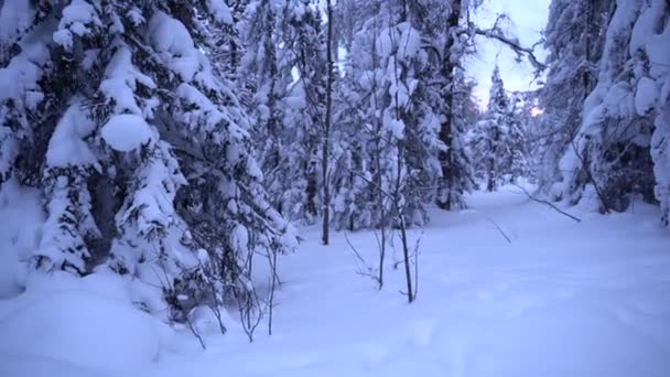 Conto Fadas Inverno Floresta Taiga Inverno Dia Fevereiro Neva Ramos — Vídeo de Stock